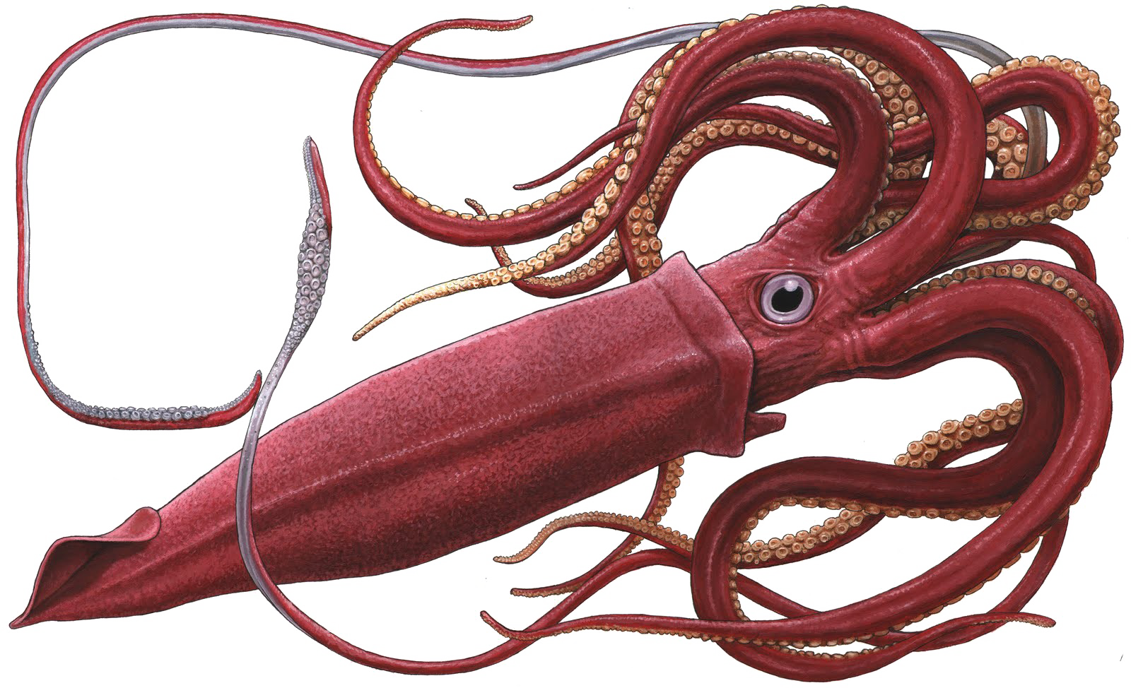 Squid PNG Hochwertiges Bild