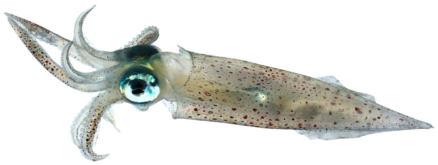 Tintenfisch-PNG-Bildhintergrund