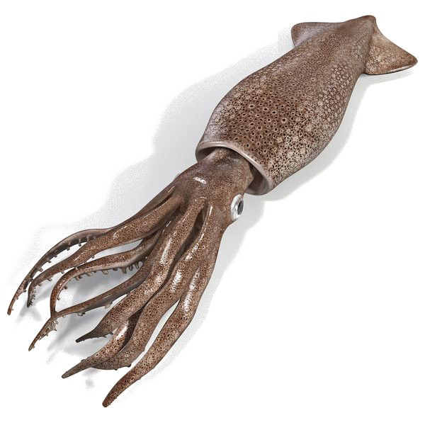 Squid PNG Image Transparent