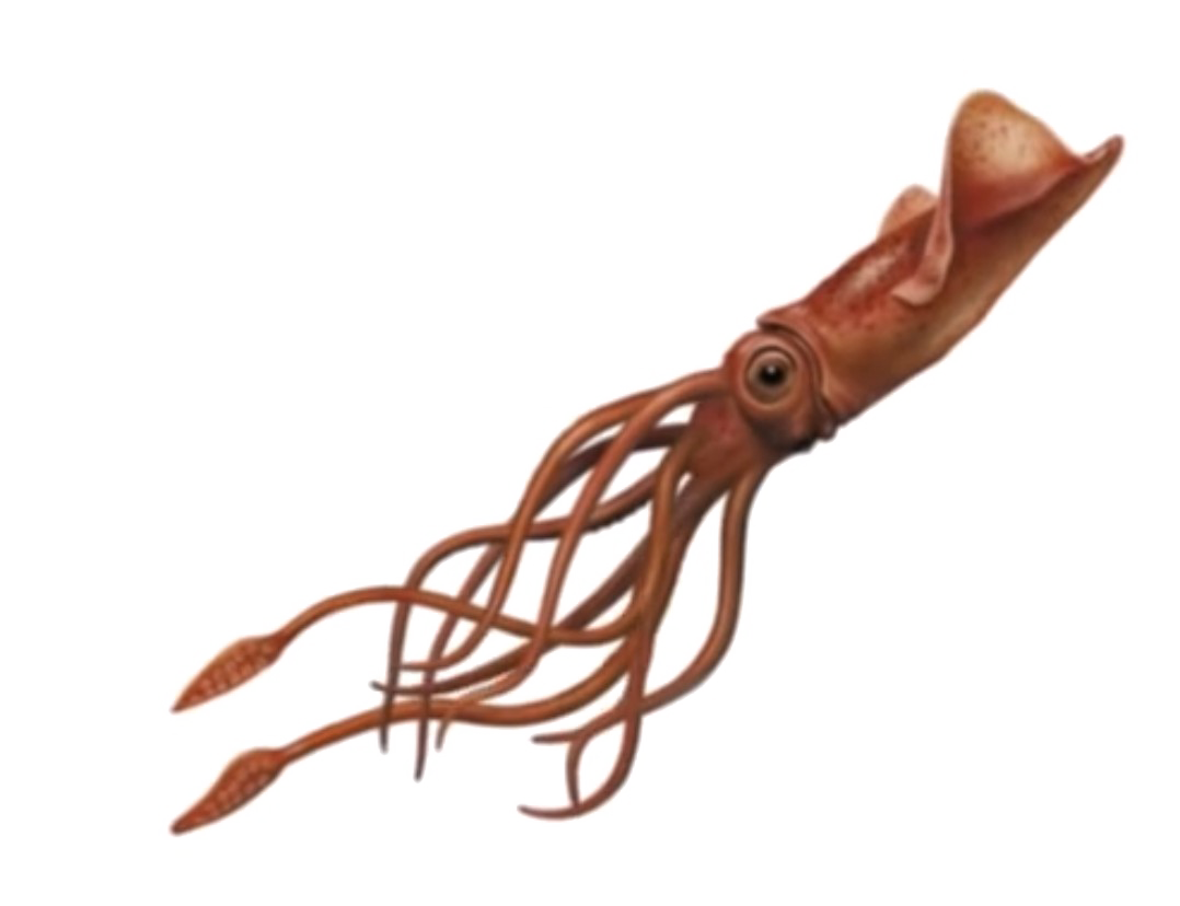 Image PNG Squid