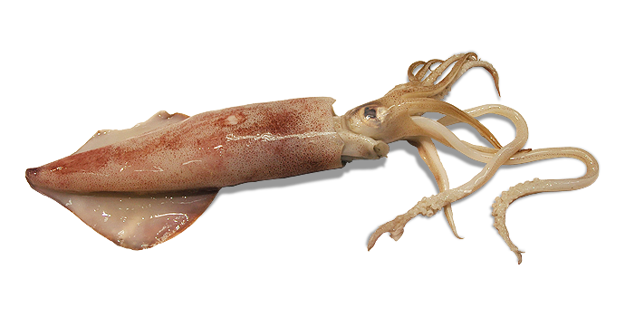 SQUID PNG Pic