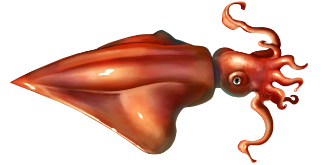 Squid PNG-Bild