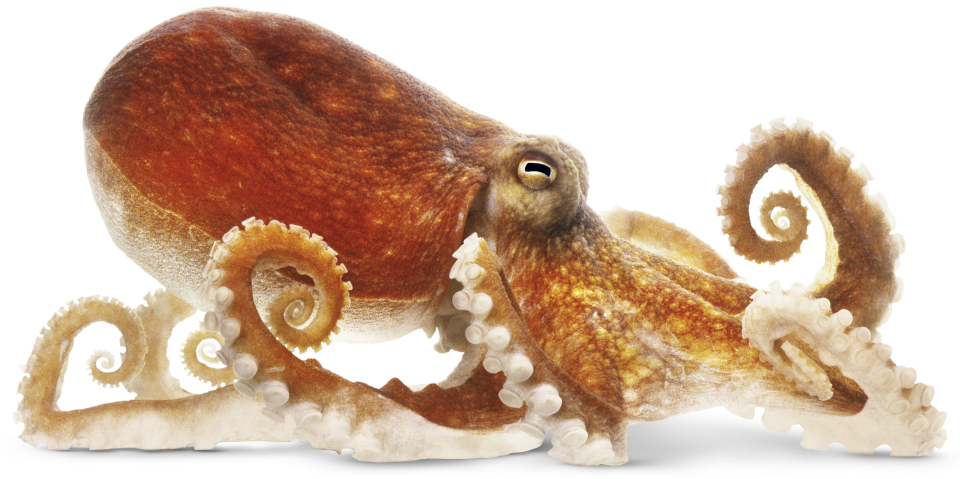 Squid PNG Transparent Image