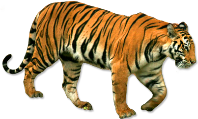 Imagen de PNG de pie tigre