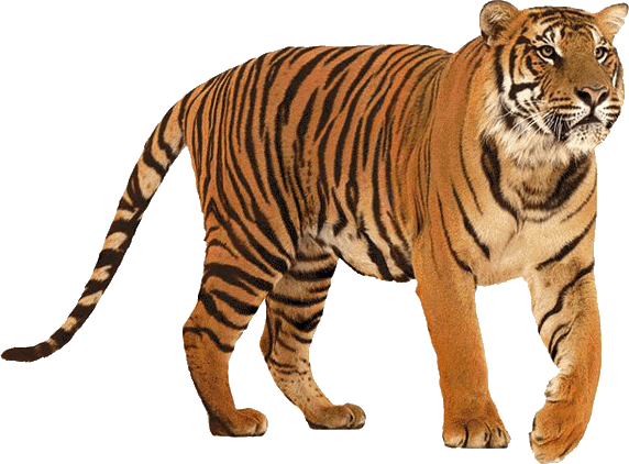 In piedi Tiger PNG Scarica limmagine