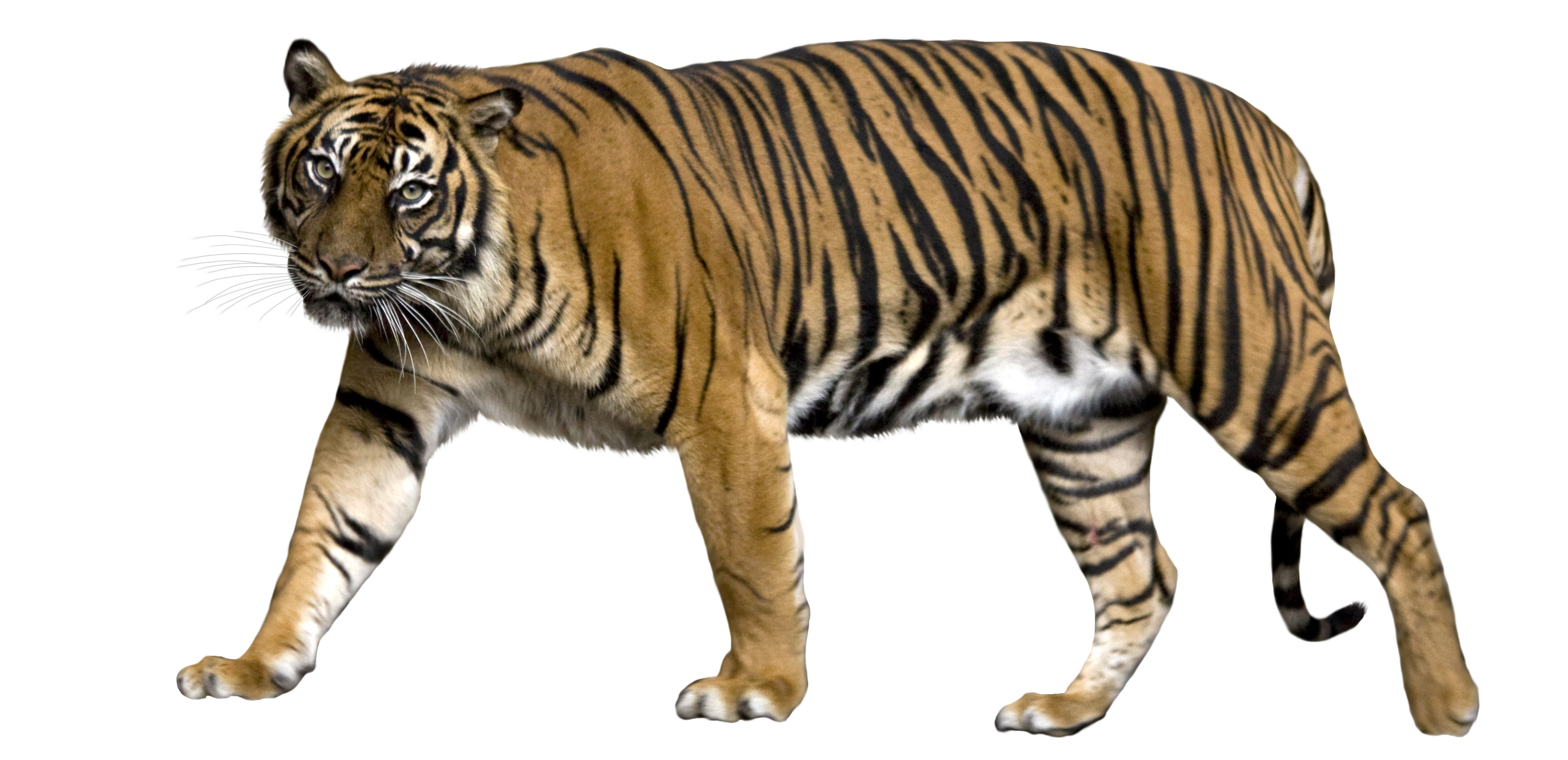 Standing Tiger PNG High-Quality Image