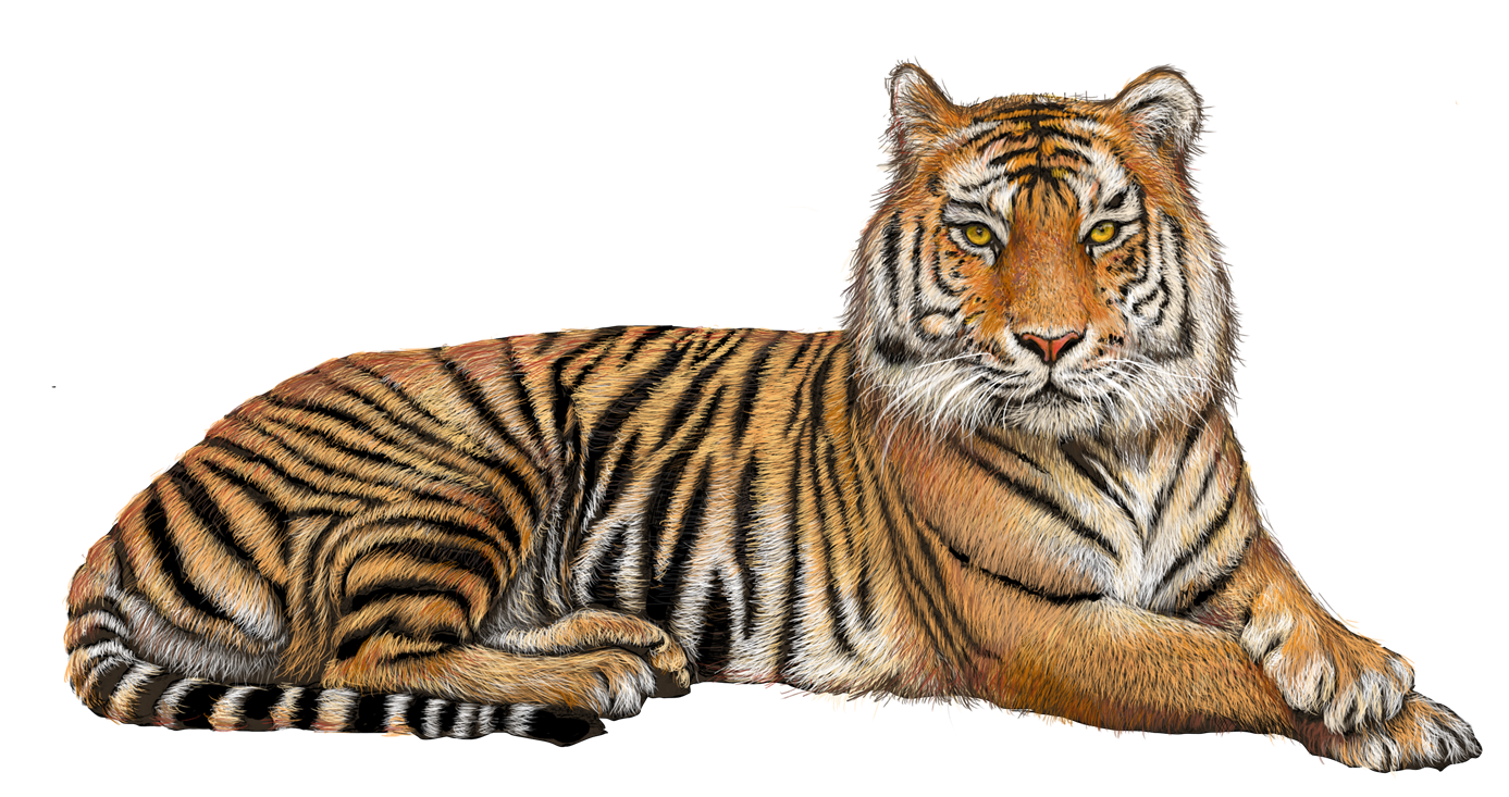 Standing Tiger PNG Photo