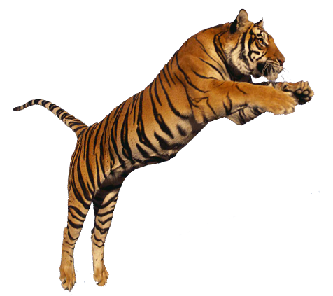 Standing Tiger PNG Pic