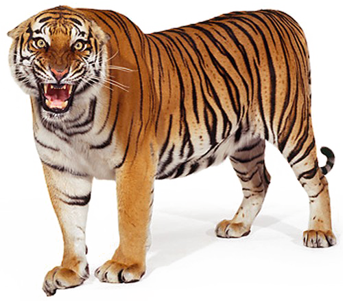 Poste debout Tiger PNG