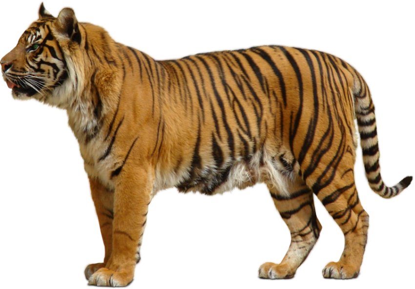 Постоянный тигр прозрачный фон PNG