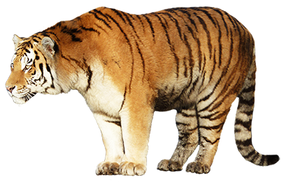 Immagini trasparenti della tigre in piedi