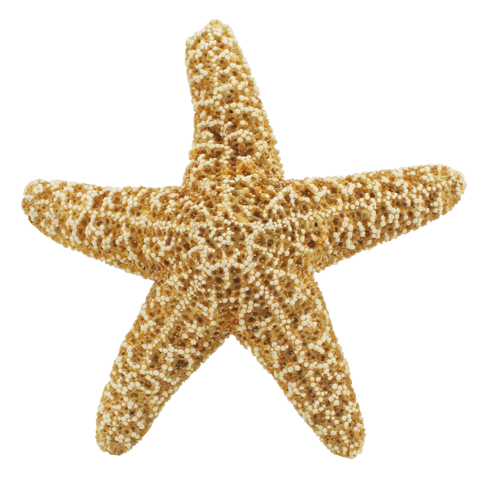 Starfish Download PNG Image
