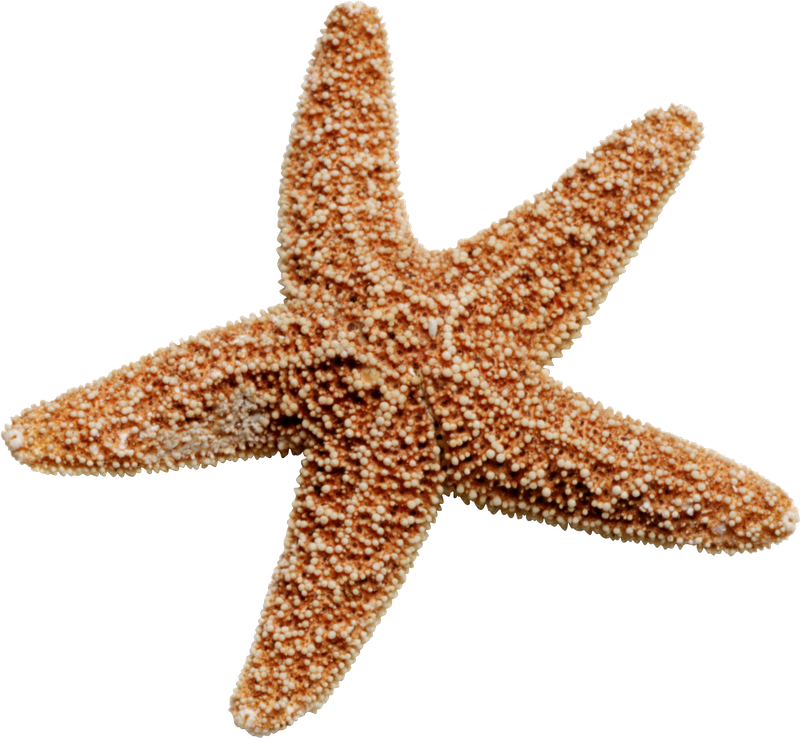 Starfish Download Transparent PNG Image