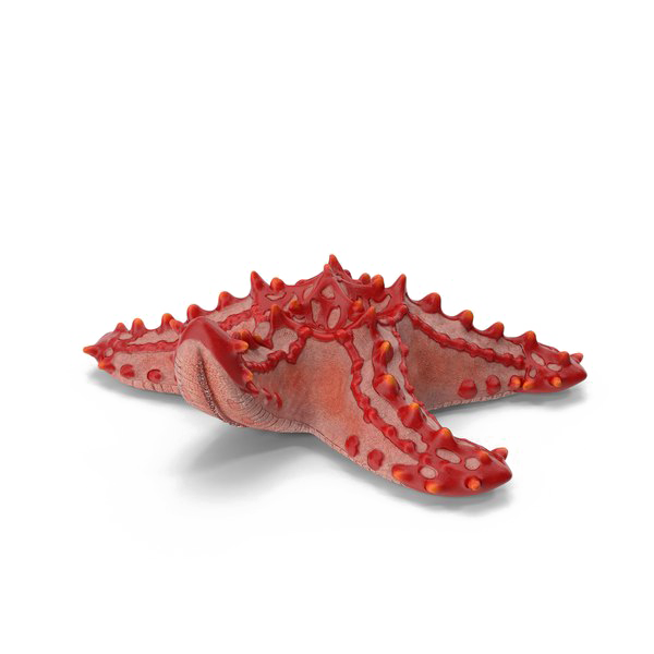 Starfish PNG Download Afbeelding
