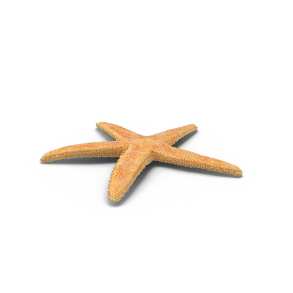 Starfish PNG Free Download
