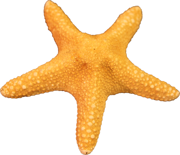 Imagem de alta qualidade do Starfish PNG