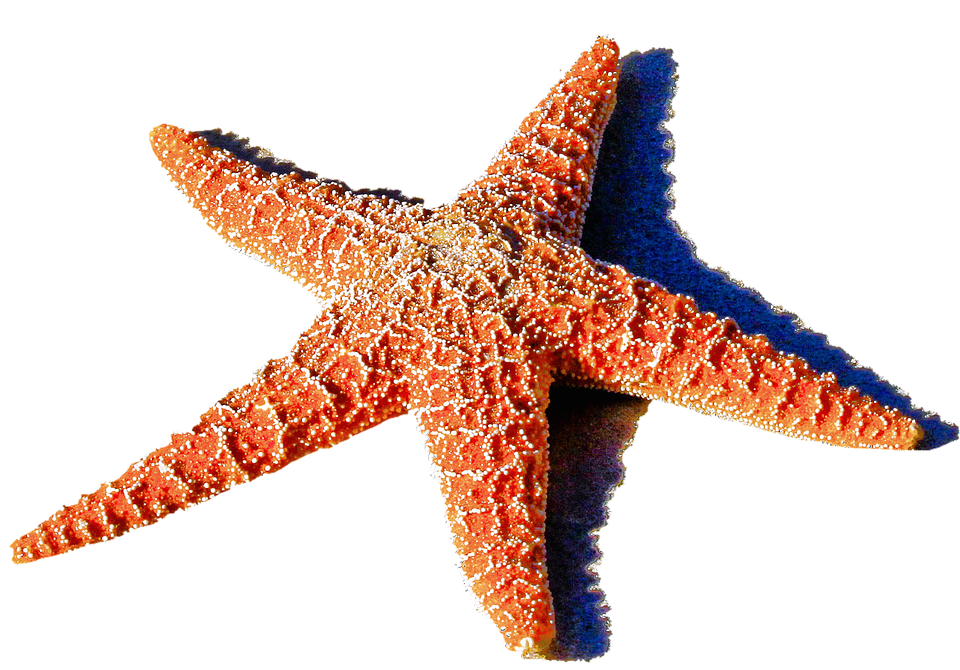 Como se alimentan las estrellas de mar
