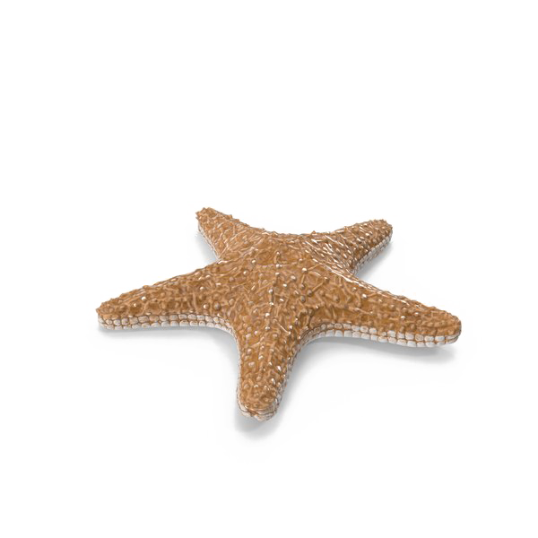 Starfish PNG Image with Transparent Background