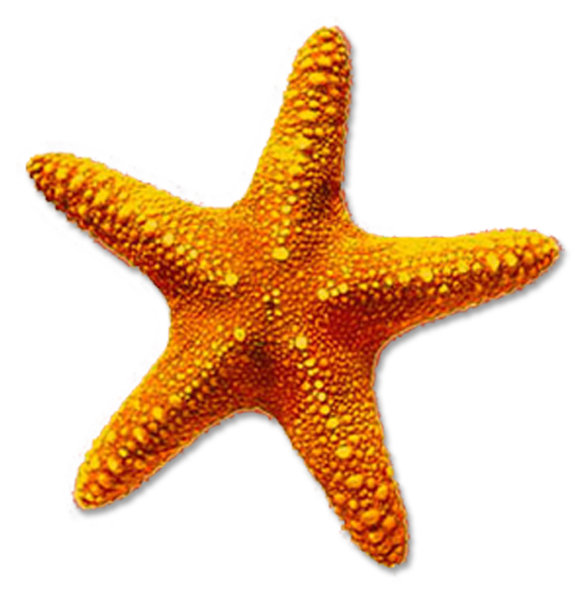 Starfish PNG Image