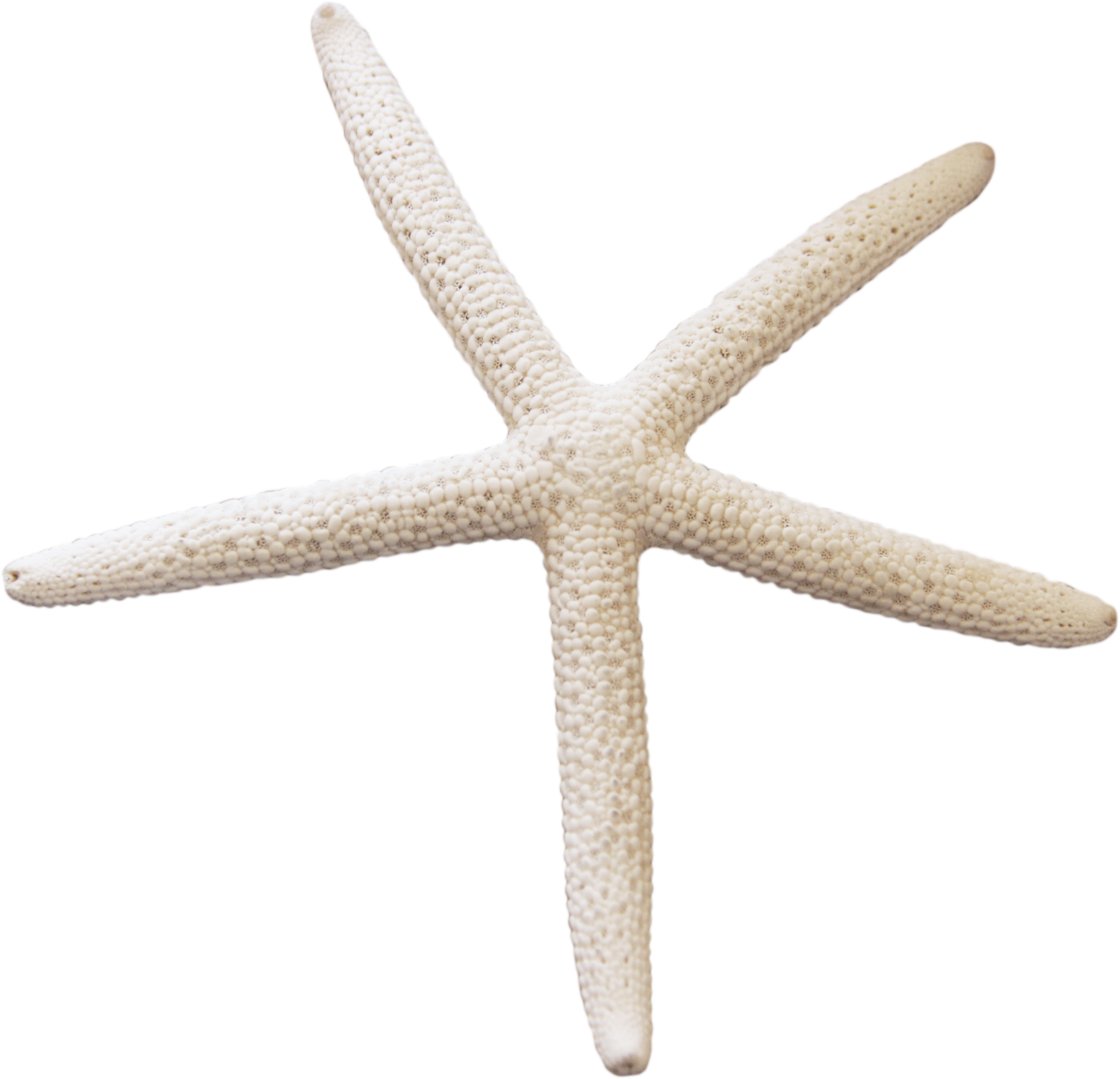 Starfish PNG Photo