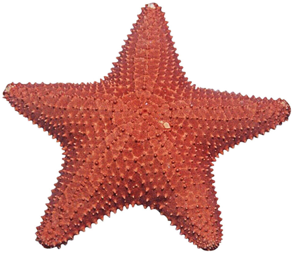 Image Transparente étoile de mer