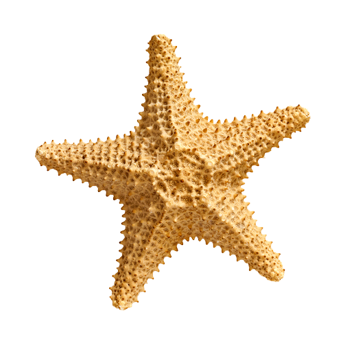 Starfish Transparent Images