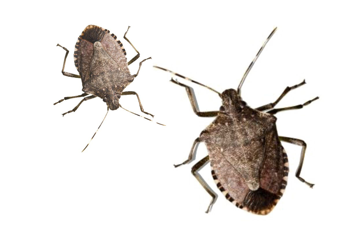 Stink Bug PNG Pic