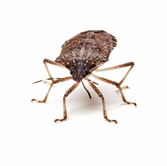 Stink Bug PNG Picture