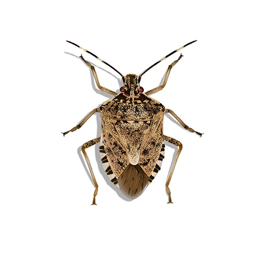 Stink Bug PNG Transparent Image