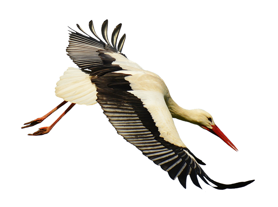 Stork Download Transparante PNG-Afbeelding