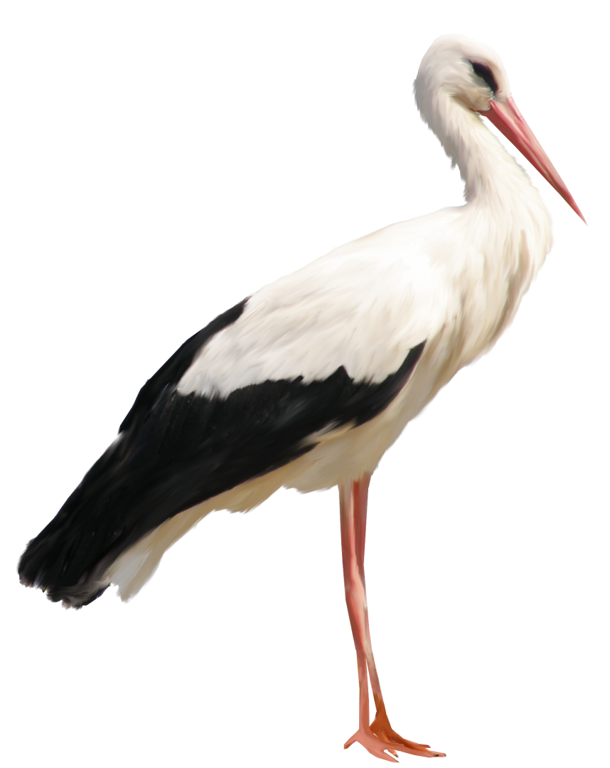 Stork PNG Background Image