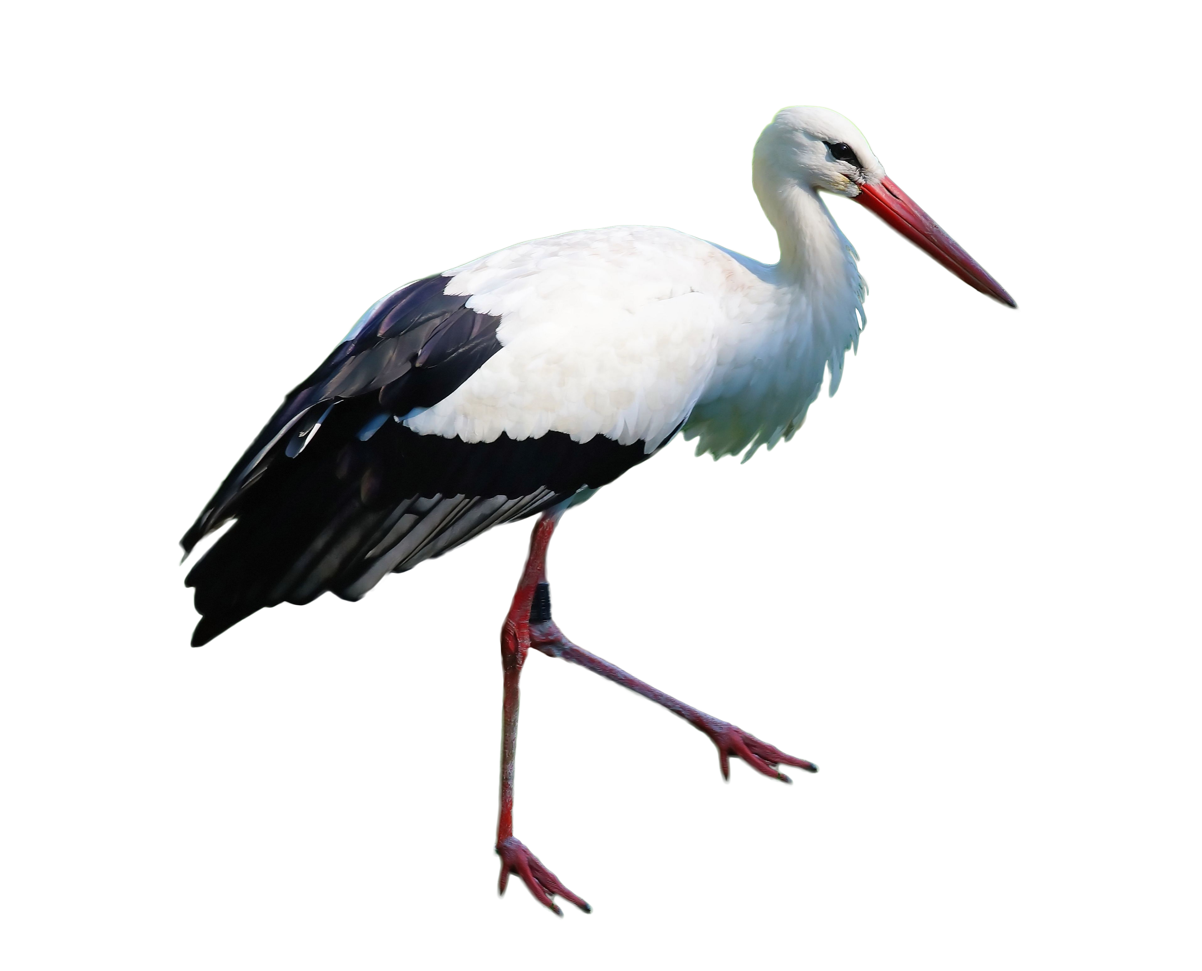 Stork PNG Download Afbeelding