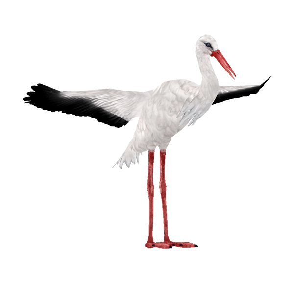 Stork PNG скачать бесплатно