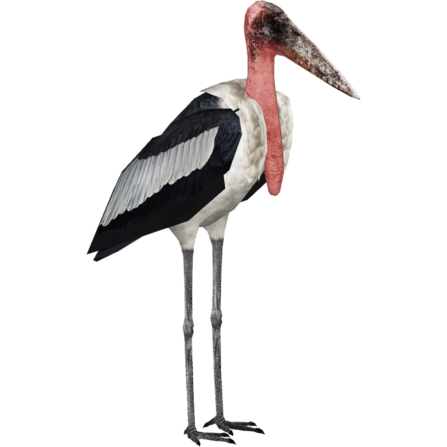 Stork PNG High-Quality Image