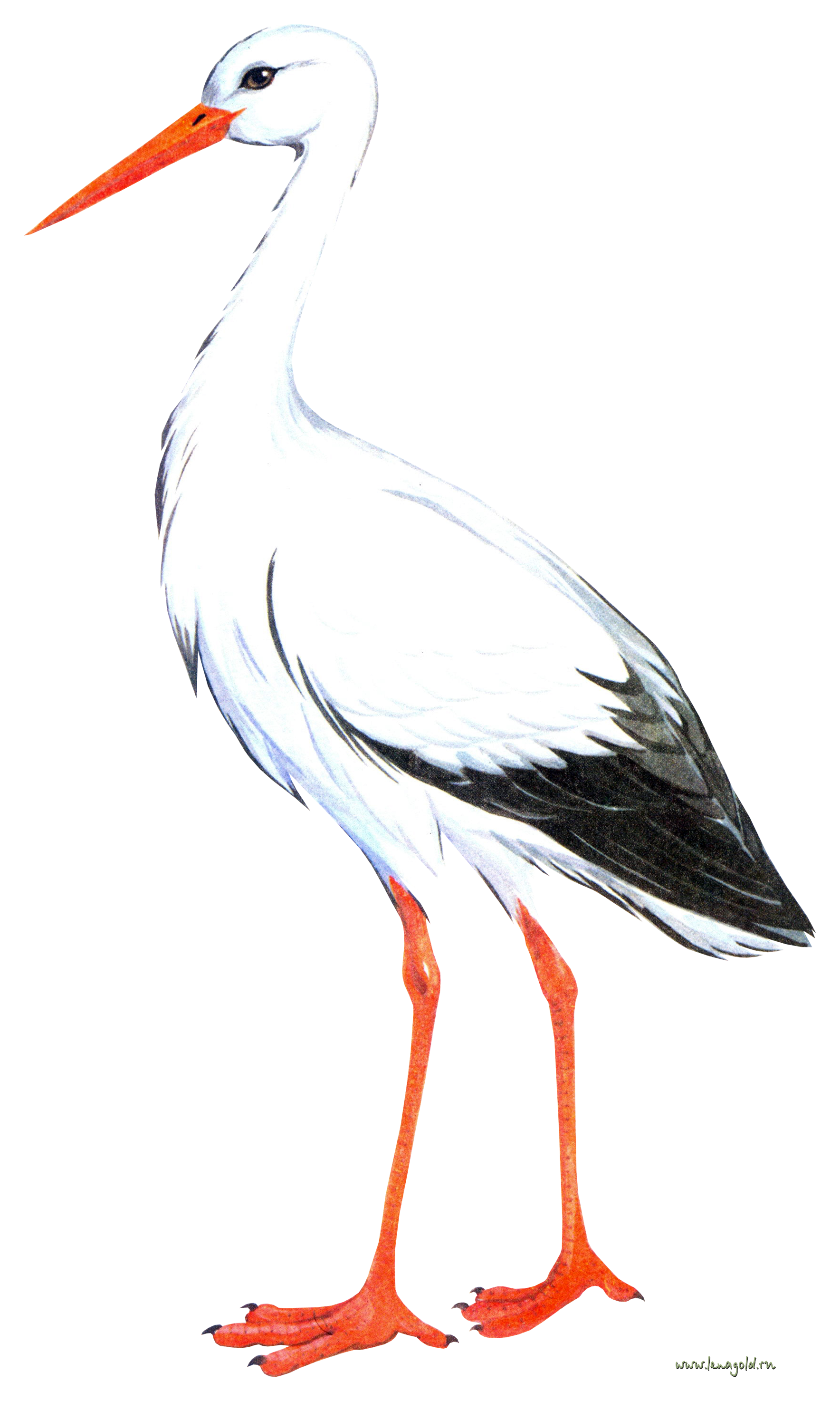 Stork Transparent Background PNG