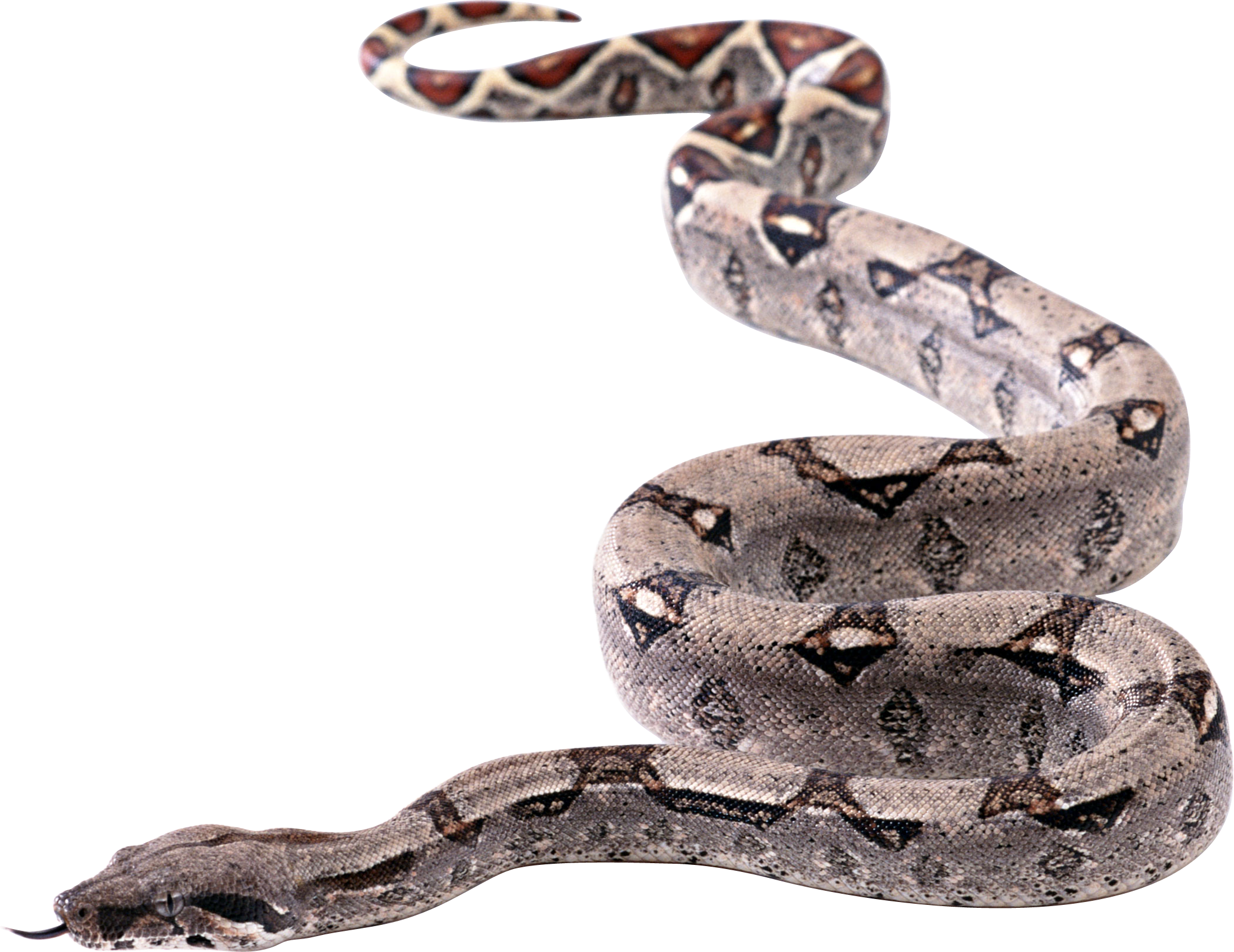 Titanoboa Snake Transparant Beeld