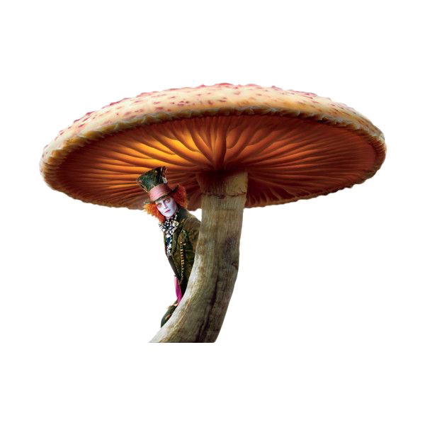 Toadstool PNG Image