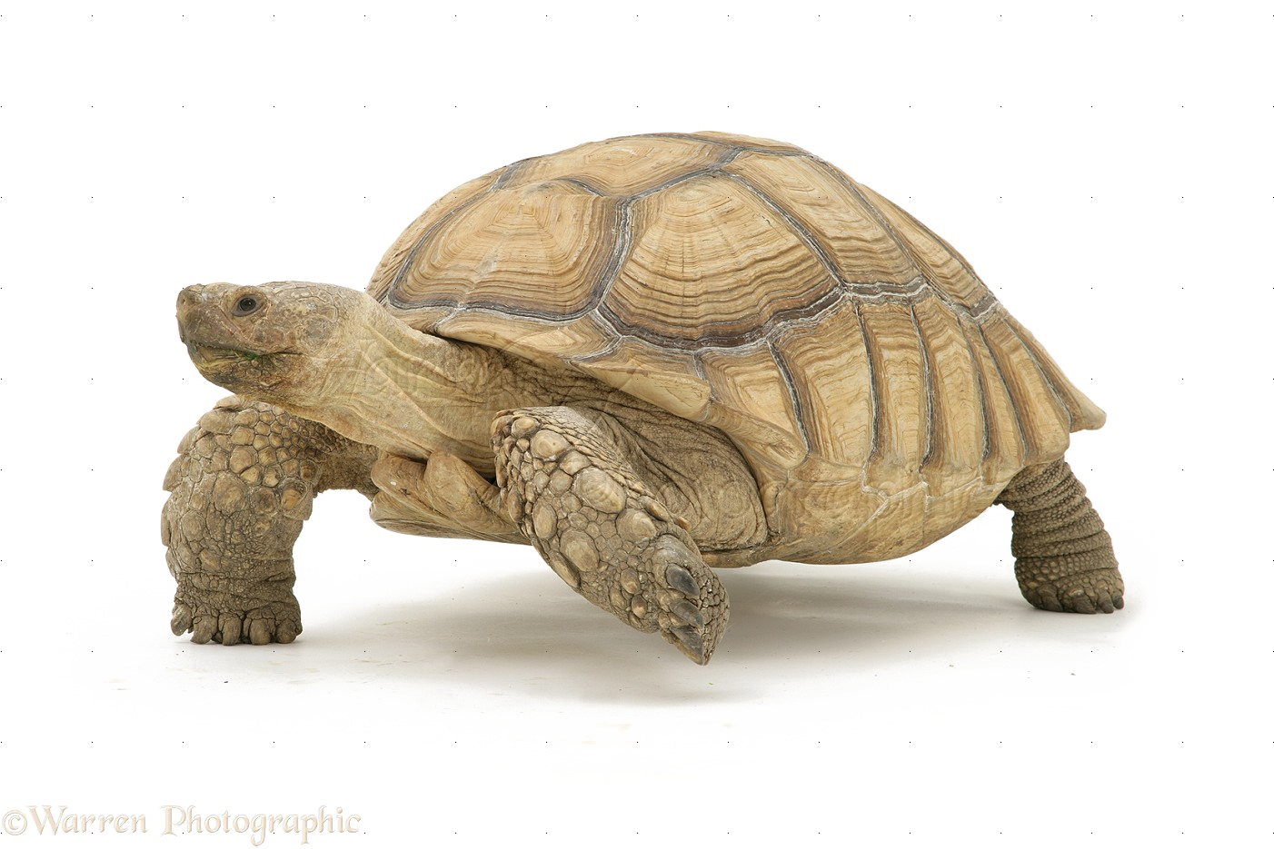Черепаха Скачать прозрачный PNG Image