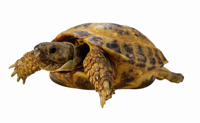Tortoise Free PNG Image