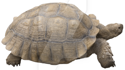 Tortoise PNG Background Image