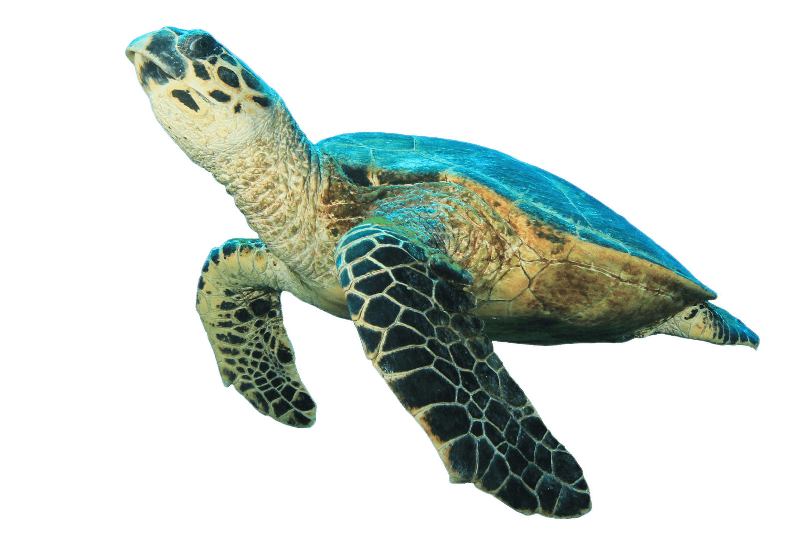 Tortoise PNG High-Quality Image