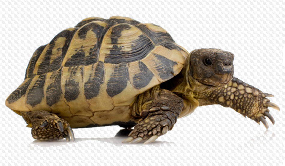 Форма для черепахи PNG изображения