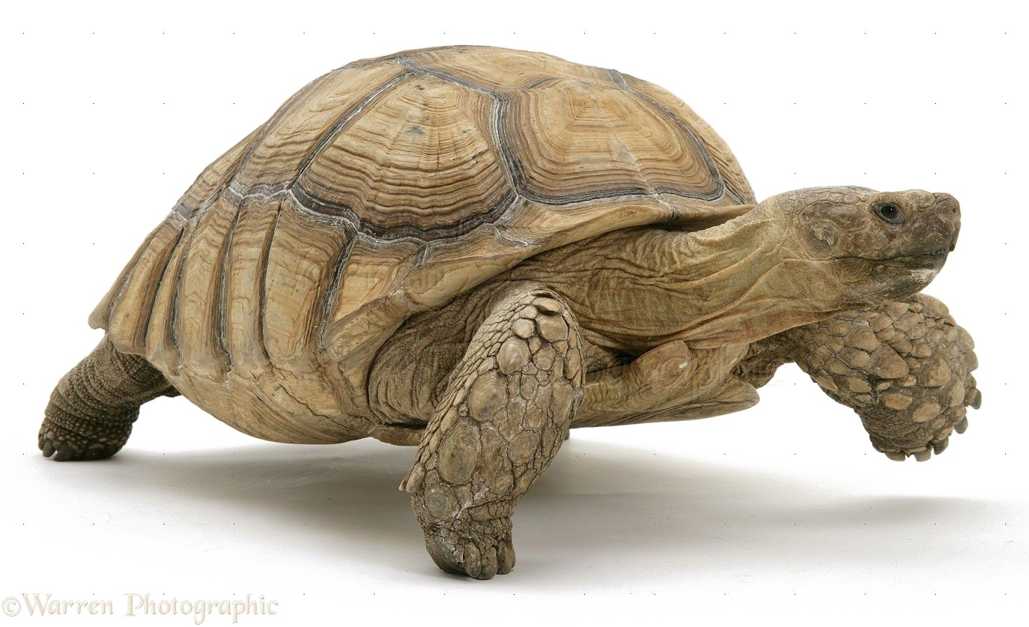 Tortoise PNG Image