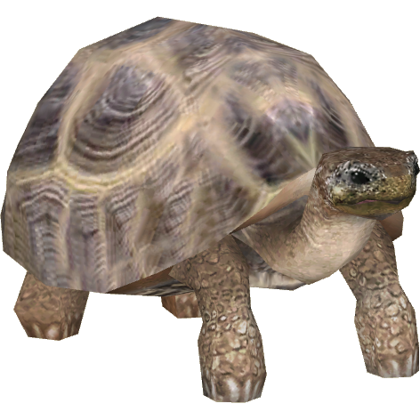 Tortoise Transparent Background PNG