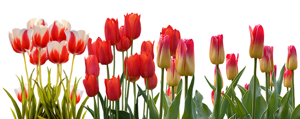Tulip Herunterladen PNG-Bild