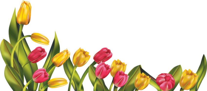 tulip تحميل صورة PNG شفافة
