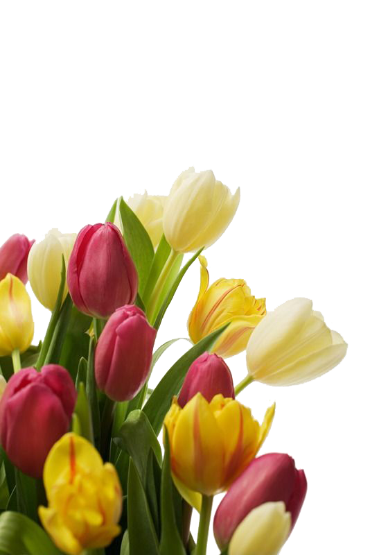 Tulip-freies PNG-Bild