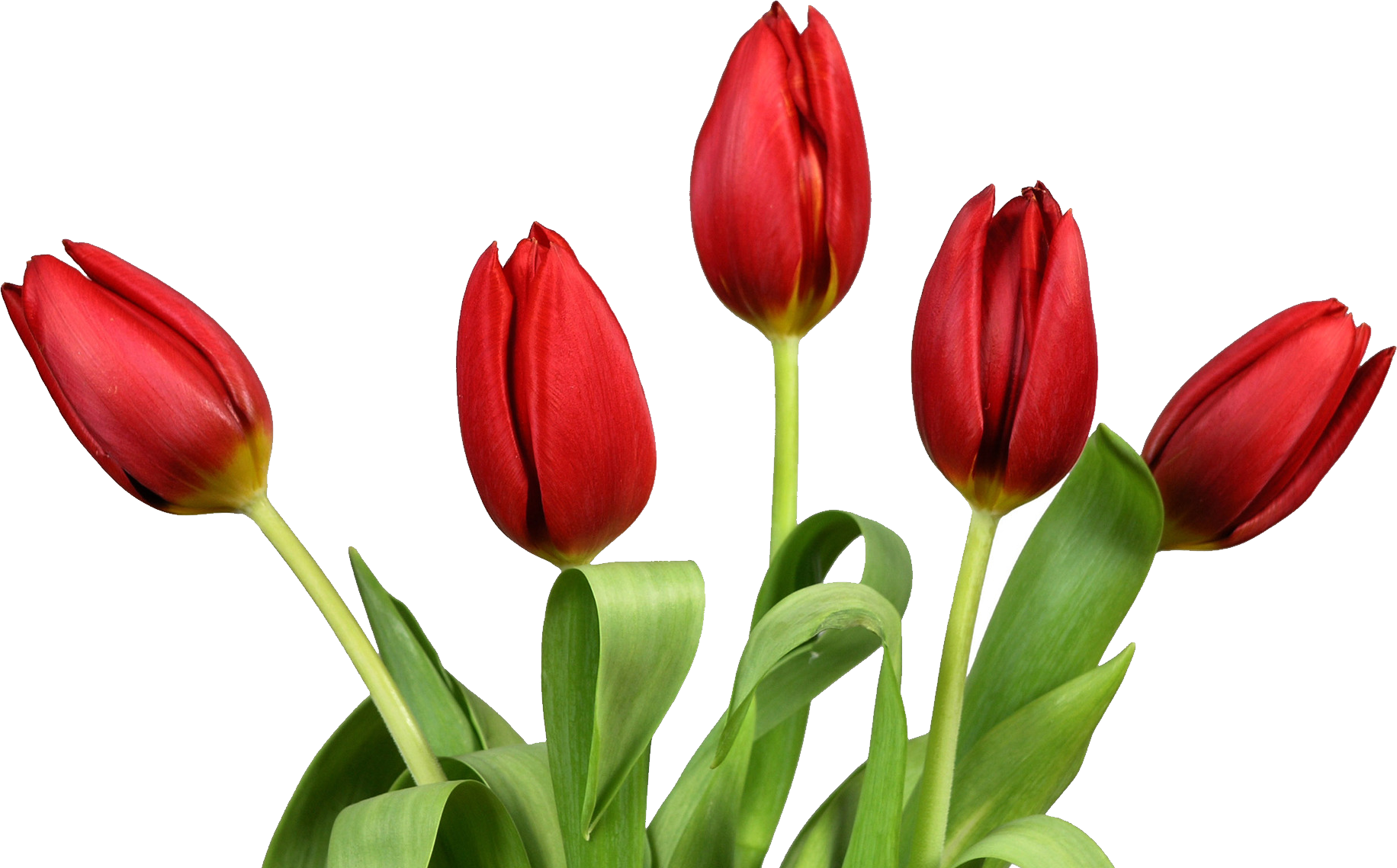 Tulip PNG Background Image
