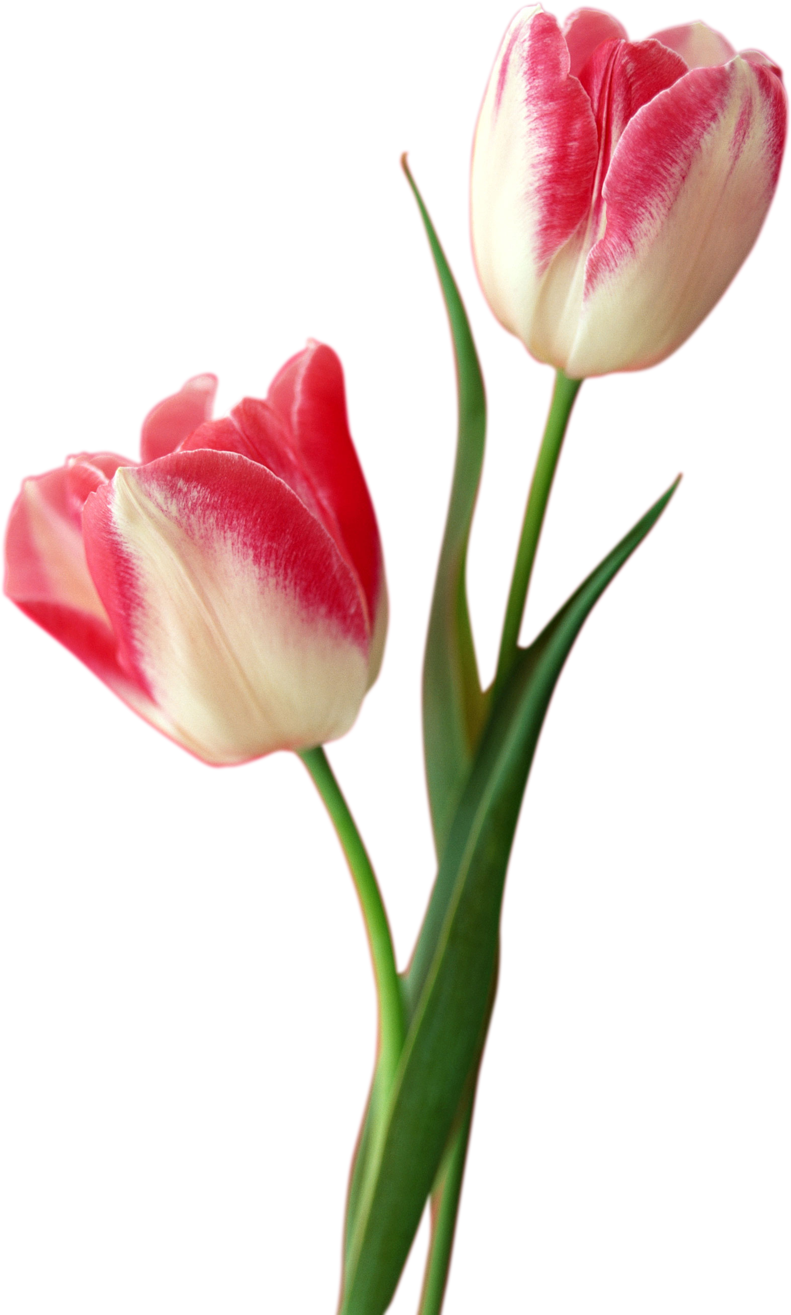 Tulip PNG unduh gratis