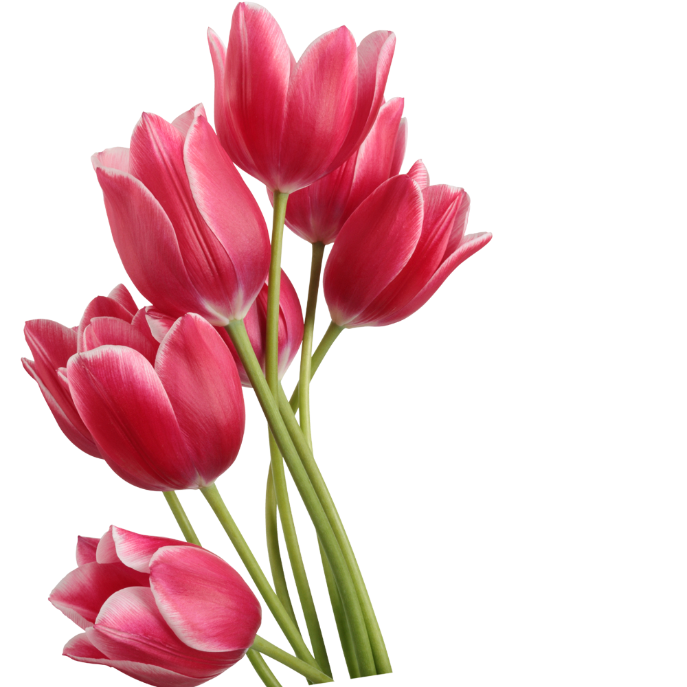 Tulip PNG High-Quality Image